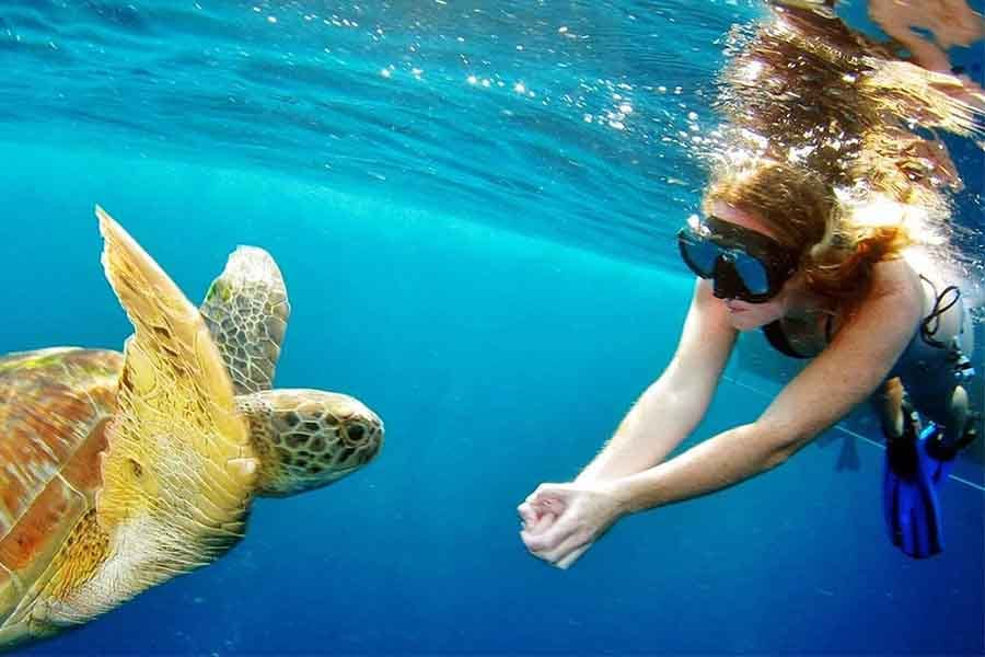 Snorkeling or Diving Adventure